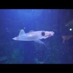 アオリイカ (鳥羽水族館) 2022年7月17日(YouTube)