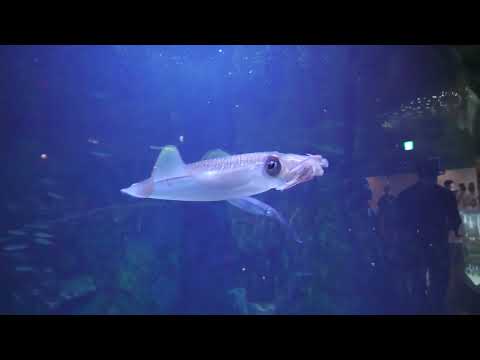 アオリイカ (鳥羽水族館) 2022年7月17日(YouTube)