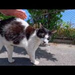 漁港の町の路地裏で出会った牛みたいな猫、顔を見るとモフられに寄ってきた(YouTube)