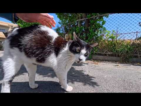 漁港の町の路地裏で出会った牛みたいな猫、顔を見るとモフられに寄ってきた(YouTube)