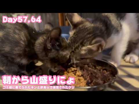 朝から山盛りにょ～  ゴミ箱に棄てられたキンと訳ありで保護されたクリ  Day57,64  2026 06 13 1(YouTube)