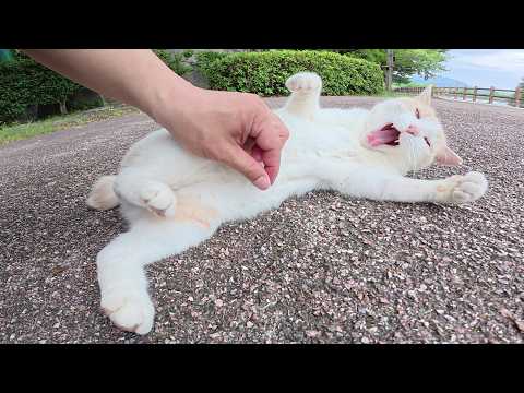 ミルクティー猫をモフっていると、指をザリザリと舐め返してきた(YouTube)