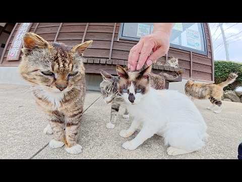 部屋を出ると、出待ちする甘えん坊の猫達に取り囲まれた(YouTube)
