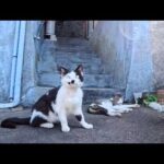 漁港の町で行われる小規模の猫集会に参加してきた(YouTube)