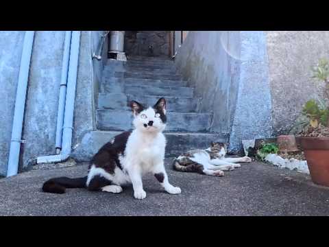 漁港の町で行われる小規模の猫集会に参加してきた(YouTube)