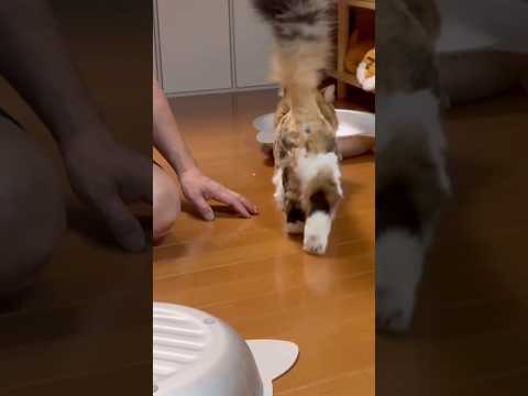足、ピーン(YouTube)