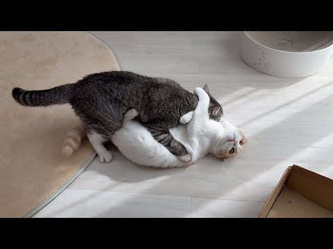 気軽に兄にちょっかいかけたら100倍返しされて大ピンチなはなwww(YouTube)