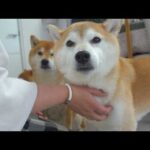母の想いに涙が出た、実家の柴犬の検査結果。(YouTube)
