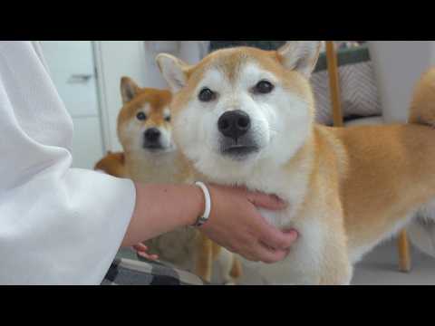 母の想いに涙が出た、実家の柴犬の検査結果。(YouTube)